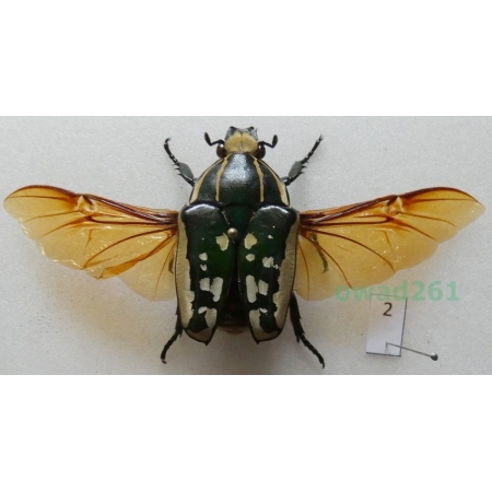 Mecynorrhina polyphemus (Fabricius, 1781) female ex. ovo Zair2